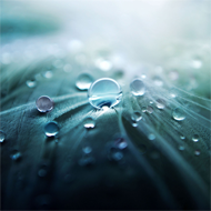 Drops of Water wallpaper