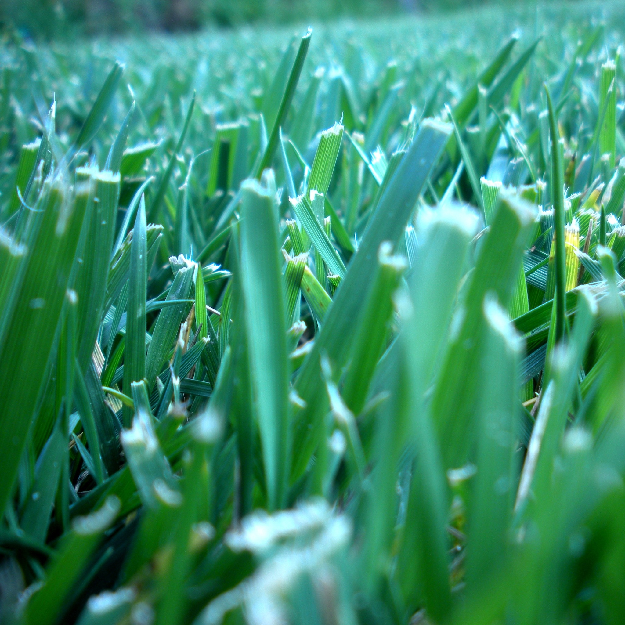 Macro Grass wallpaper