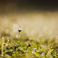 Macro Nature wallpaper