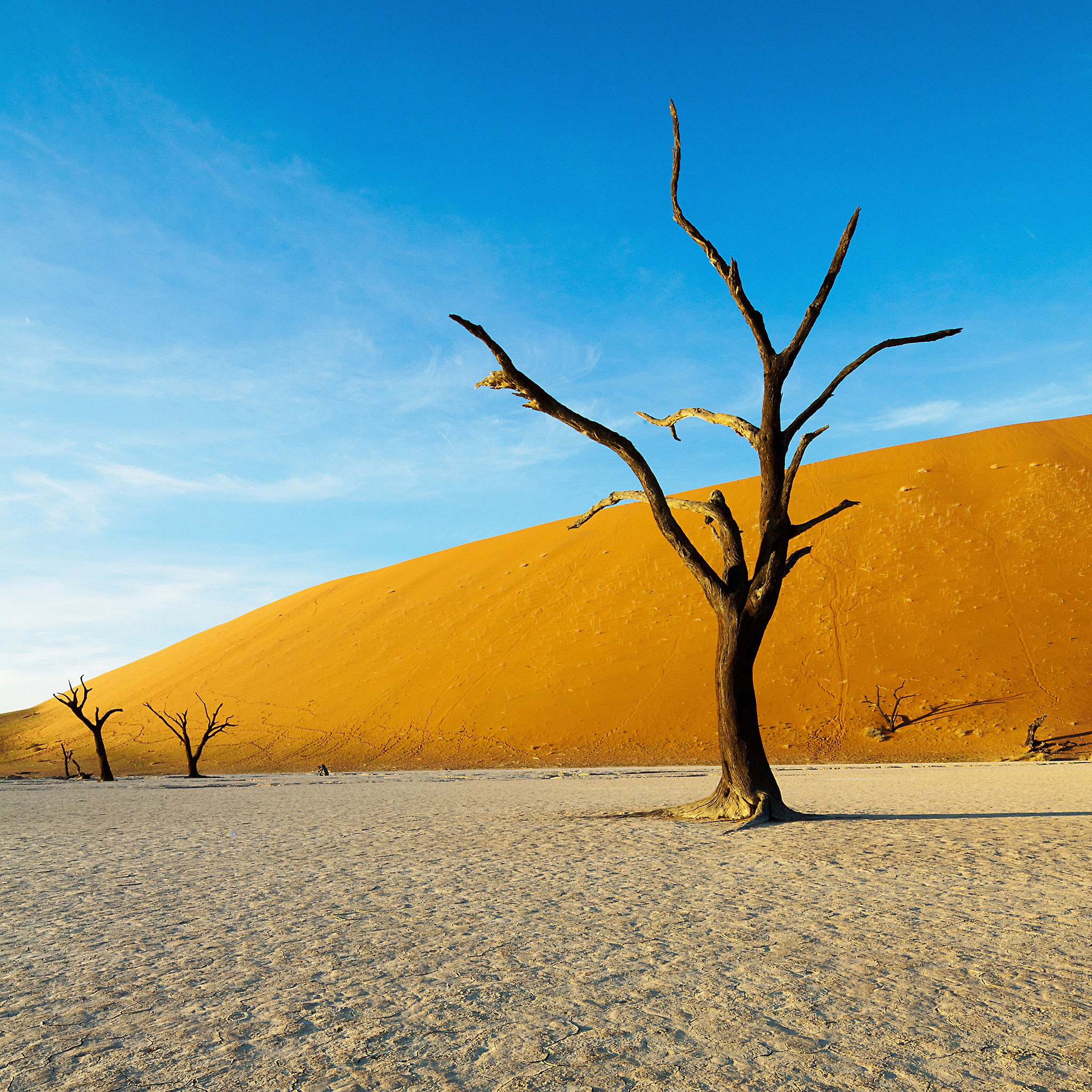 Tree in the Desert II wallpaper