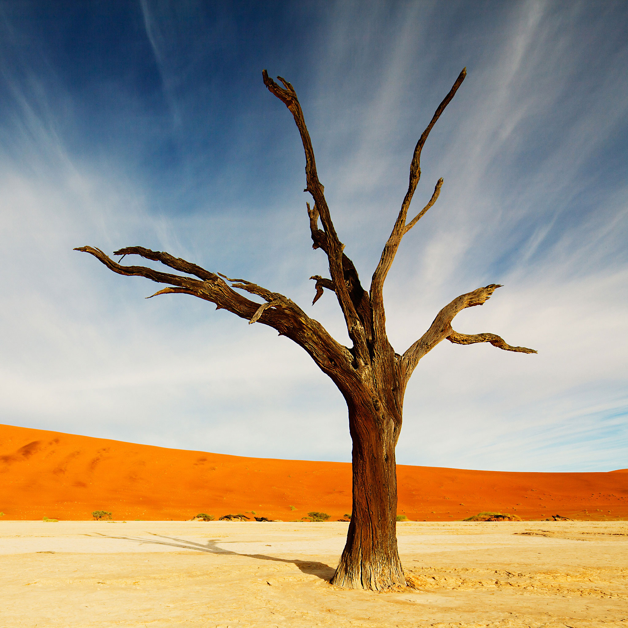 Tree in the Desert wallpaper