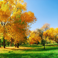 Tree Spring iPad 3 wallpaper