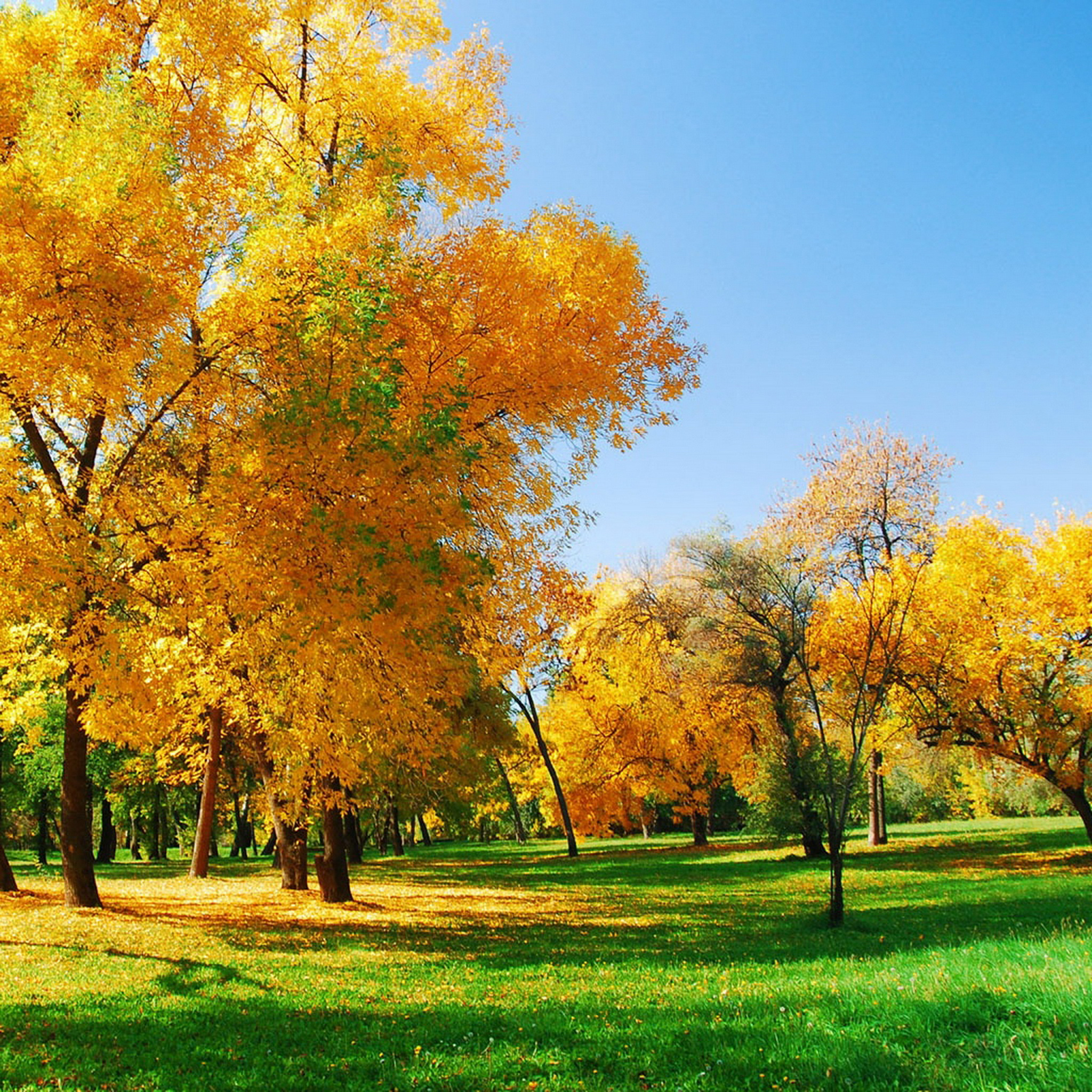 Tree Spring wallpaper