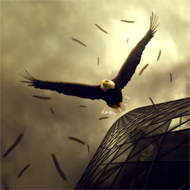 Eagle wallpaper