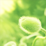 Plant iPad 3 wallpaper