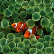 Apple Clown Fish wallpaper