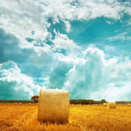 Farmers Field wallpaper