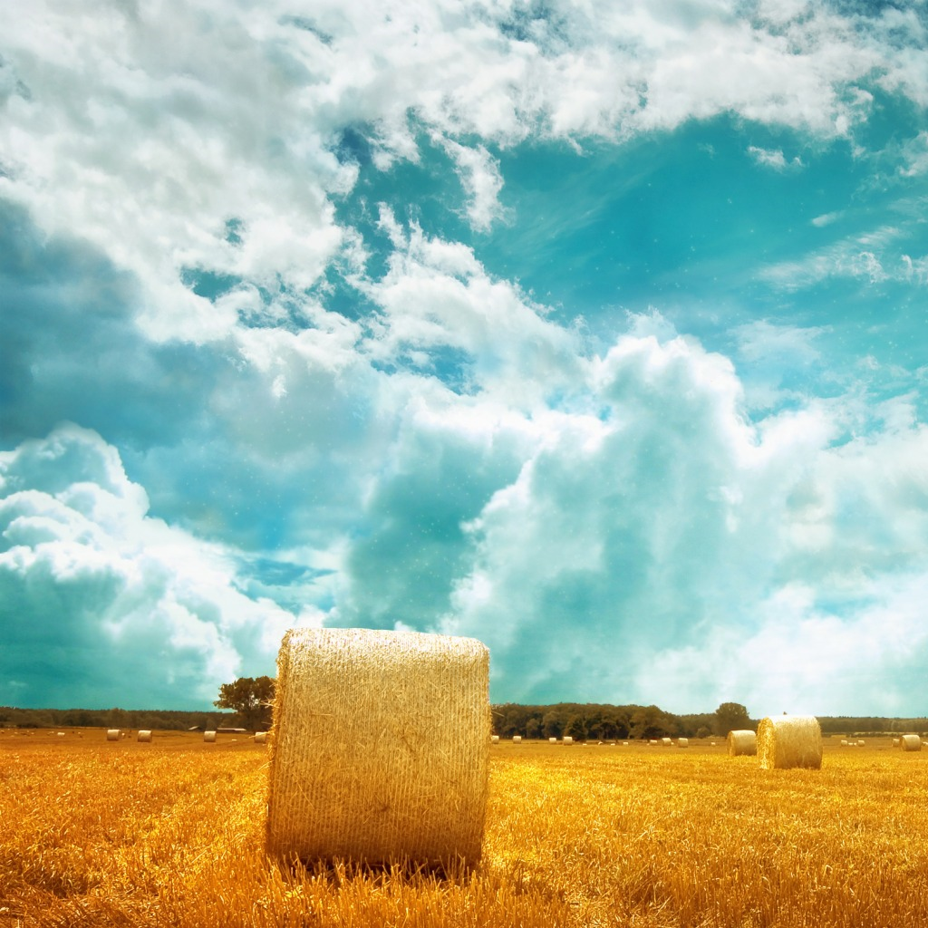 Farmers Field wallpaper