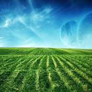 Grassy Field wallpaper